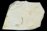 Bargain, Jurassic Fish (Leptolepides) Fossil - Solnhofen #104300-1